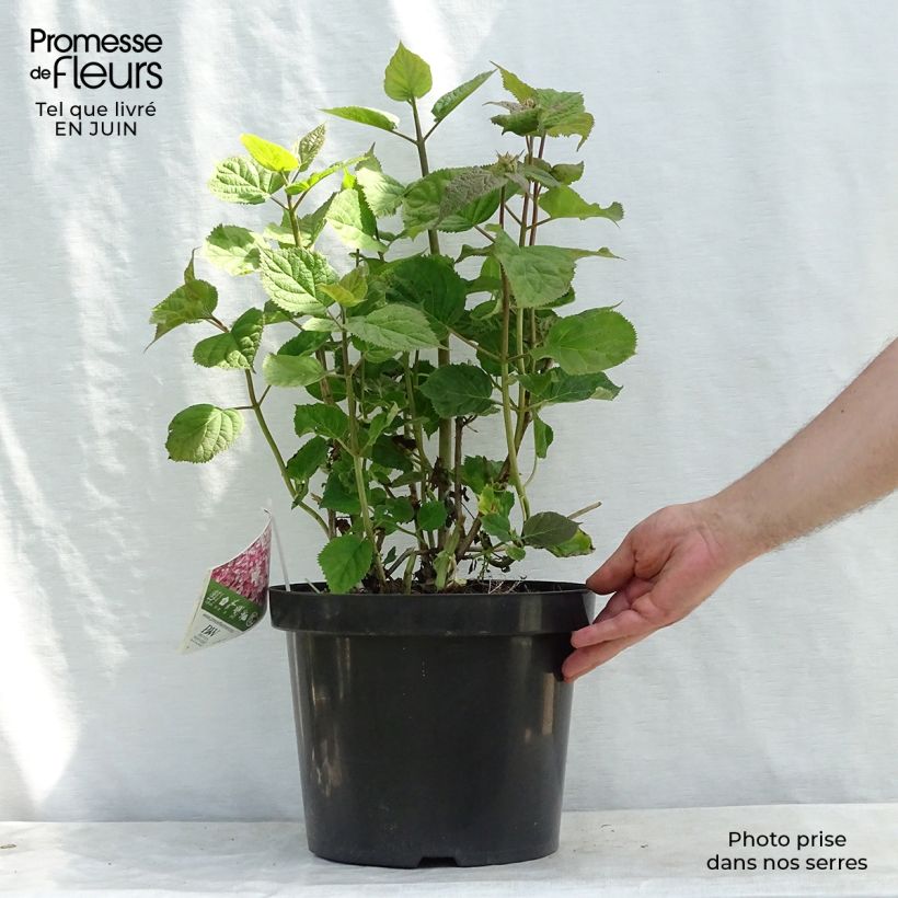Ejemplar de Hortensia arborescens Sweet Annabelle Maceta 7,5L/10L entregado en verano