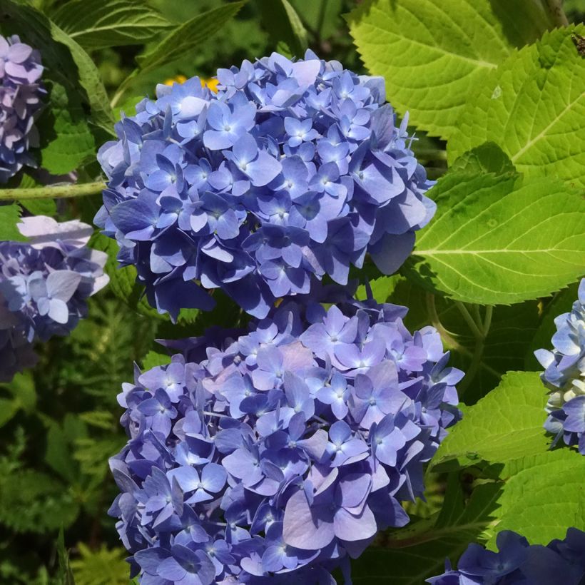 Hortensia macrophylla Endless Summer The Original Blue - Hydrangea (Floración)
