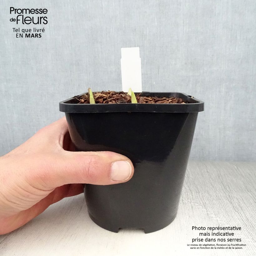 Hosta Adorable Maceta 1,5L/2L Ejemplar entregado en la primavera