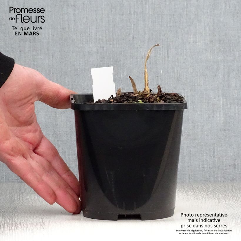 Hosta fortunei Allegan Fog Maceta 1,5L/2L Ejemplar entregado en la primavera