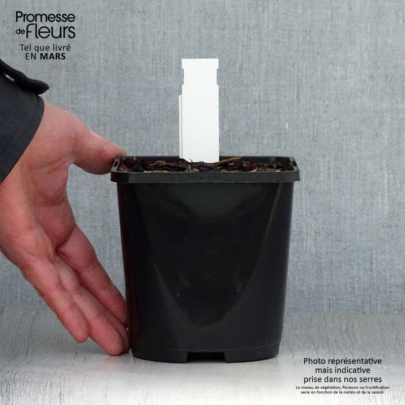 Hosta Alligator Alley Maceta 1,5L/2L Ejemplar entregado en la primavera