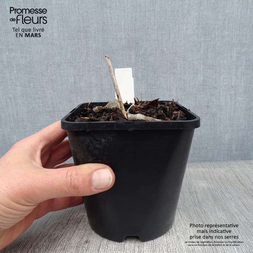 Hosta Alligator Alley Maceta 1,5L/2L Ejemplar entregado en invierno