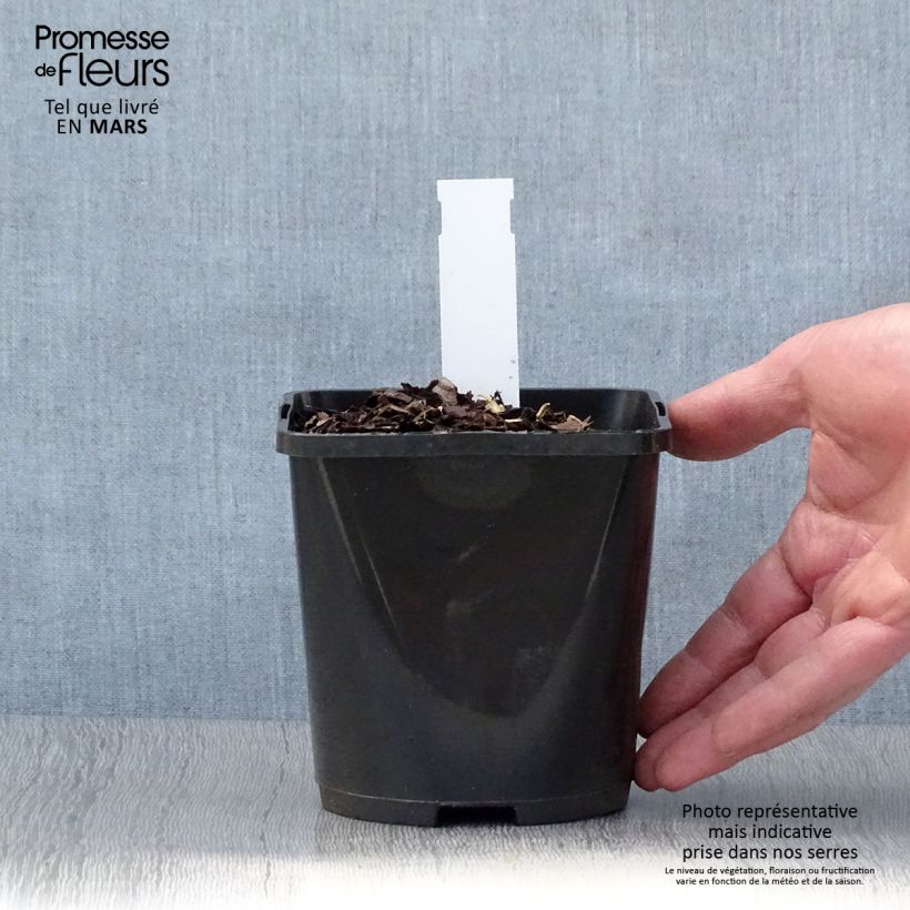 Hosta Almost Maceta 1,5L/2L Ejemplar entregado en la primavera