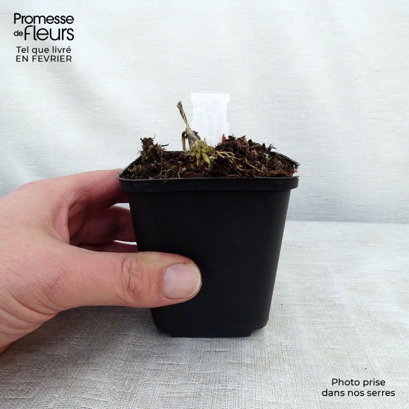 Hosta August Moon Maceta de 8/9 cm Ejemplar entregado en invierno