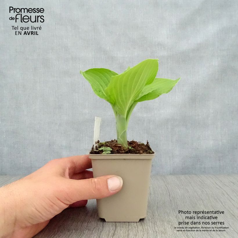 Hosta August Moon Maceta de 8/9 cm Ejemplar entregado en la primavera