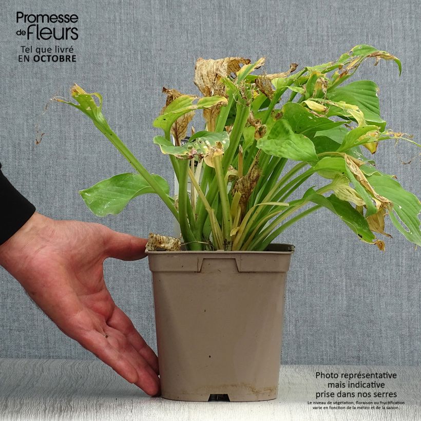 Ejemplar de Hosta August Moon Maceta 2L/3L entregado en otoño