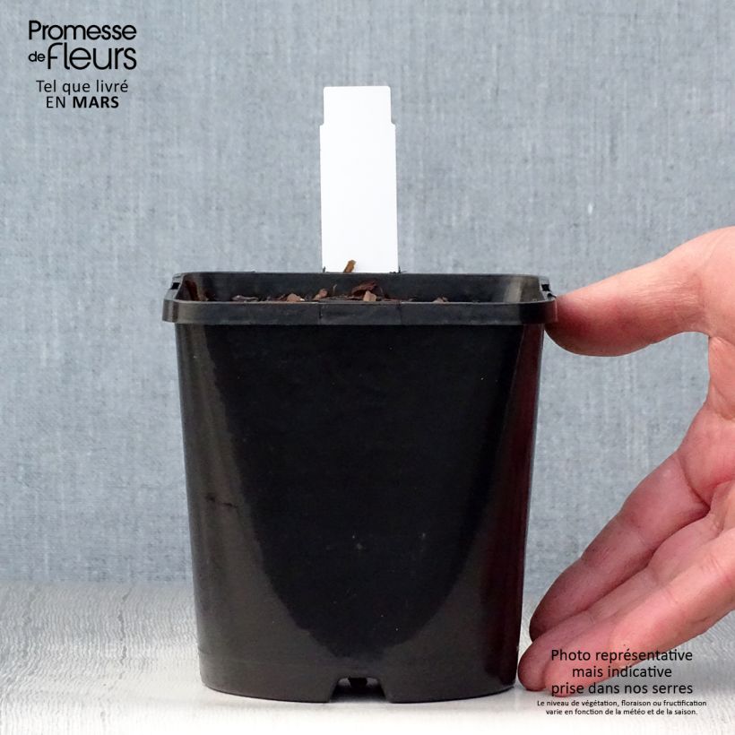 Hosta Autumn Frost Maceta 1,5L/2L Ejemplar entregado en la primavera