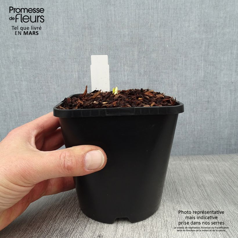 Hosta Autumn Frost Maceta 1,5L/2L Ejemplar entregado en invierno