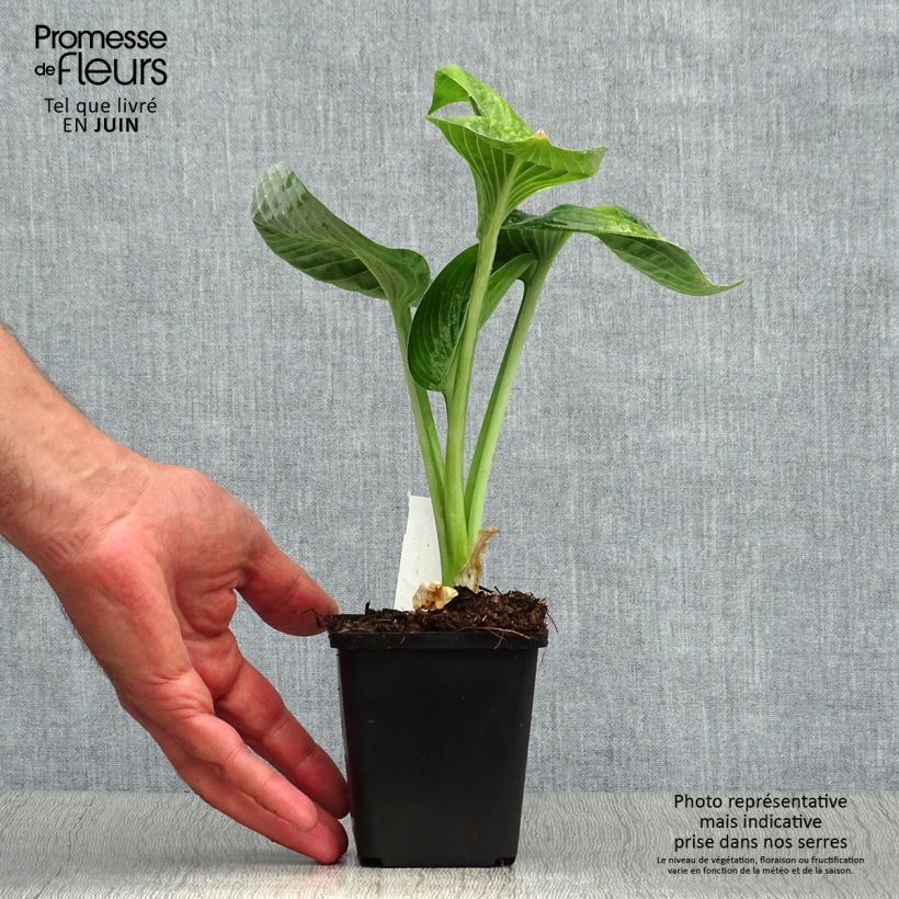 Ejemplar de Hosta Big daddy Maceta de 8/9 cm entregado en verano