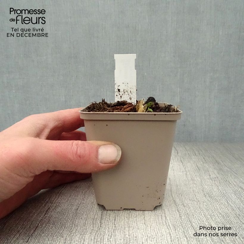 Hosta Big daddy Maceta de 8/9 cm Ejemplar entregado en invierno