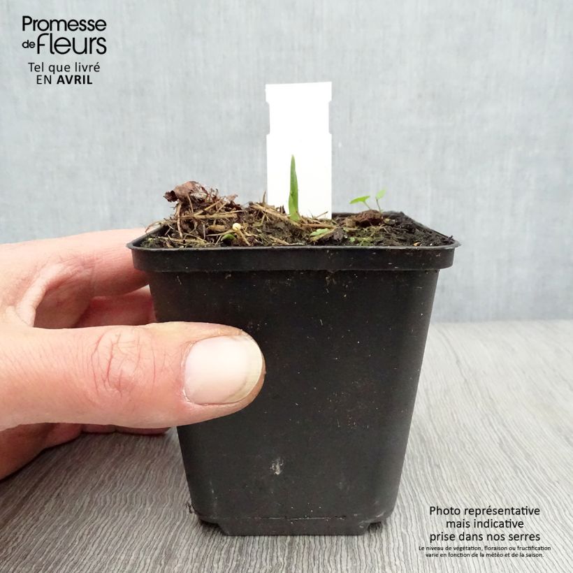 Hosta Big daddy Maceta de 8/9 cm Ejemplar entregado en la primavera