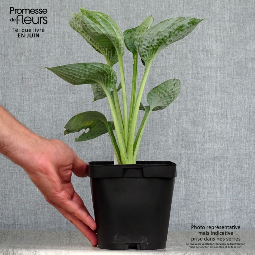 Ejemplar de Hosta Big daddy Maceta 2L/3L entregado en verano