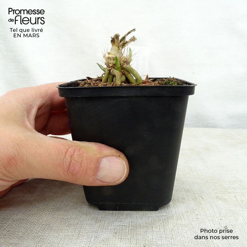 Hosta Big Mama Maceta de 8/9 cm Ejemplar entregado en la primavera