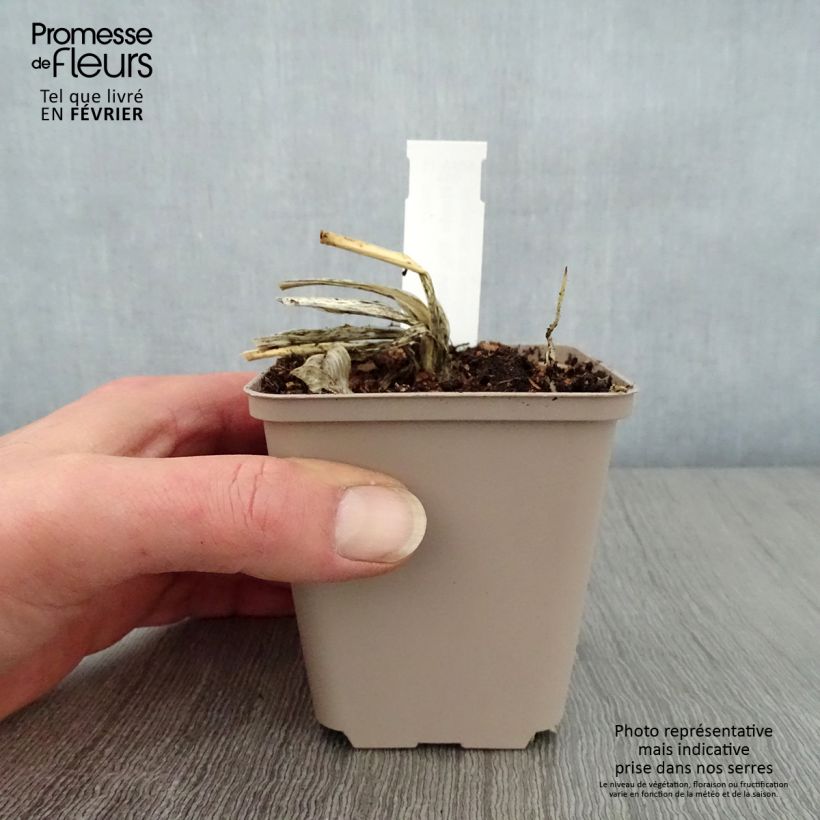 Hosta Big Mama Maceta de 8/9 cm Ejemplar entregado en invierno