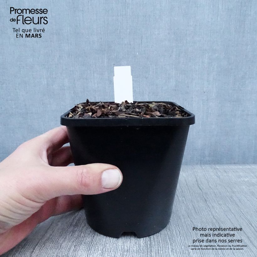 Hosta Big Mama Maceta 1,5L/2L Ejemplar entregado en invierno