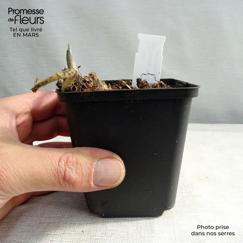 Hosta Hosta Blue Angel Maceta de 8/9 cm Ejemplar entregado en invierno