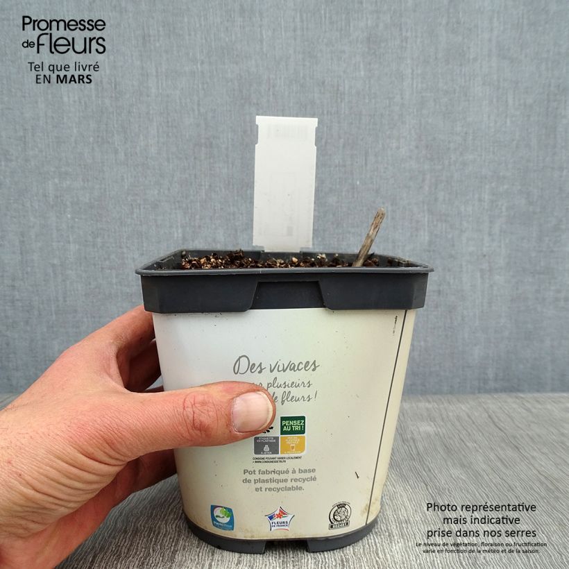 Hosta Hosta Blue Angel Maceta 1,5L/2L Ejemplar entregado en invierno