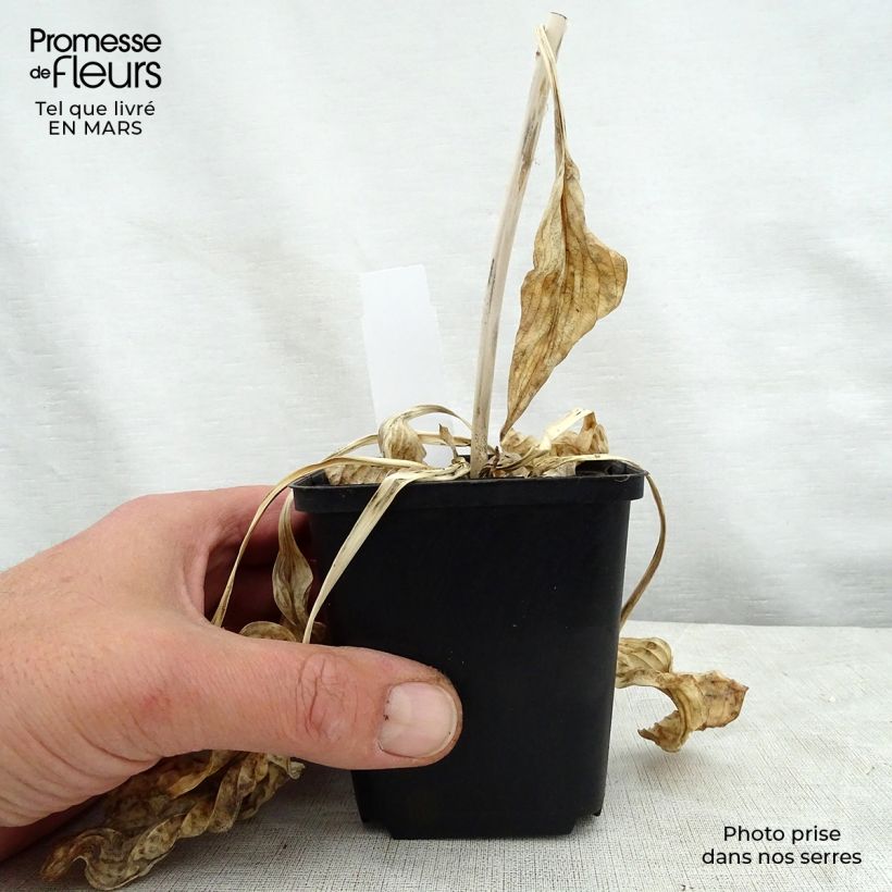 Hosta Hosta Blue Cadet Maceta de 8/9 cm Ejemplar entregado en la primavera