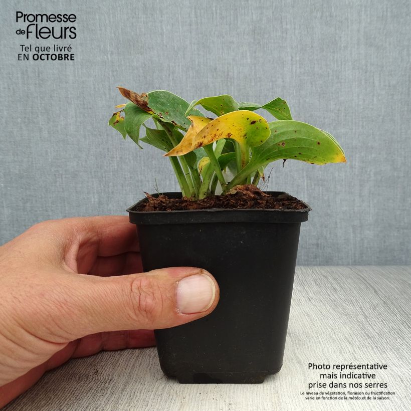Ejemplar de Hosta Hosta Blue Cadet Maceta de 8/9 cm entregado en otoño