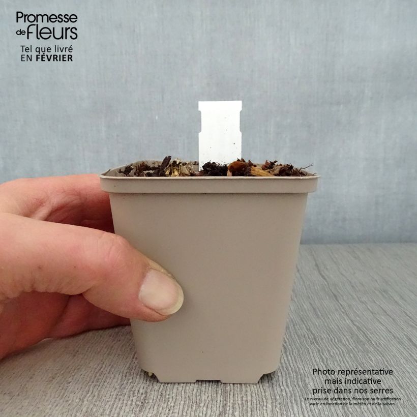 Hosta Hosta Blue Cadet Maceta de 8/9 cm Ejemplar entregado en invierno