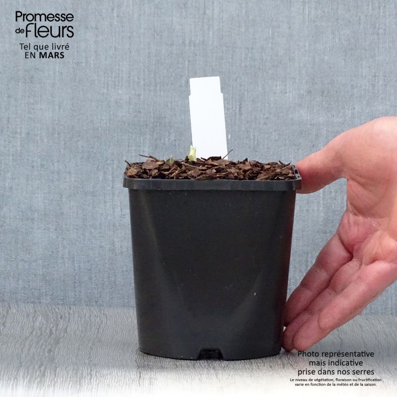 Hosta Blue Flame Maceta 1,5L/2L Ejemplar entregado en la primavera