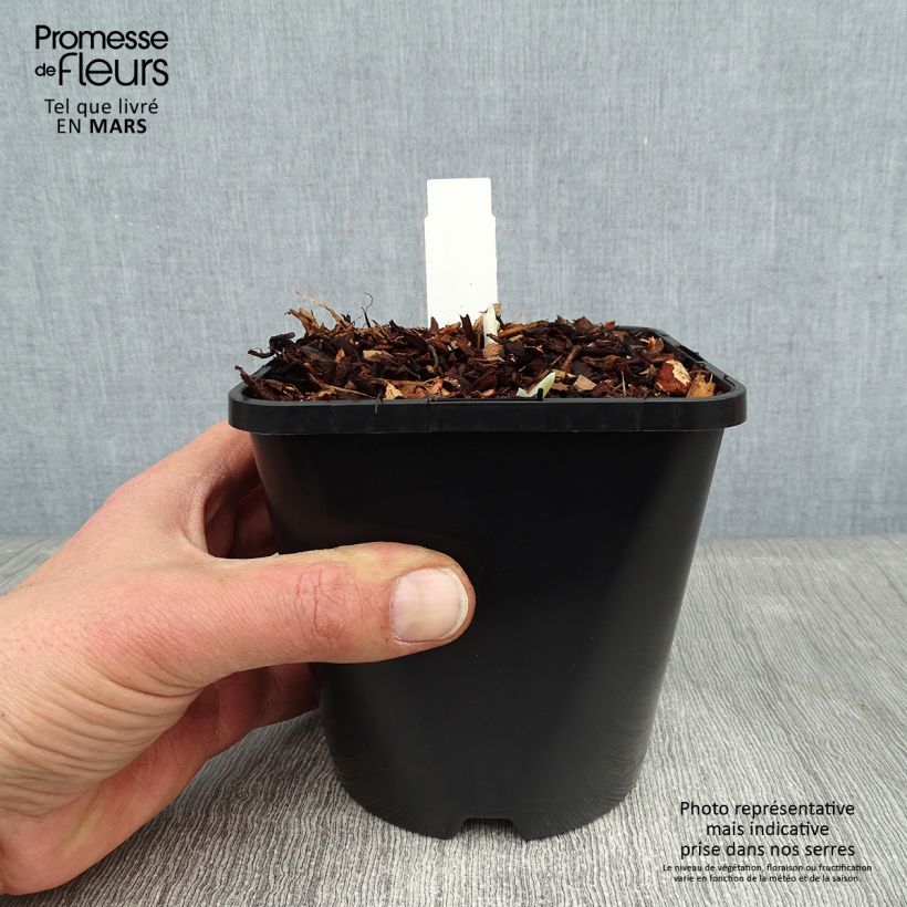 Hosta Blue Flame Maceta 1,5L/2L Ejemplar entregado en invierno