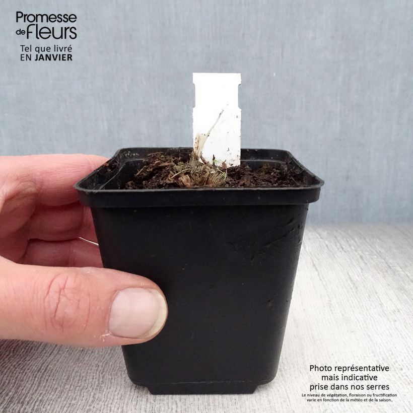 Hosta Blue Mouse Ears Maceta de 8/9 cm Ejemplar entregado en invierno