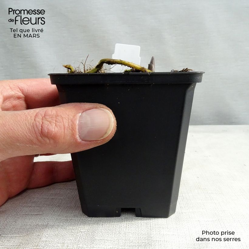 Hosta Blue Umbrellas Maceta de 8/9 cm Ejemplar entregado en la primavera