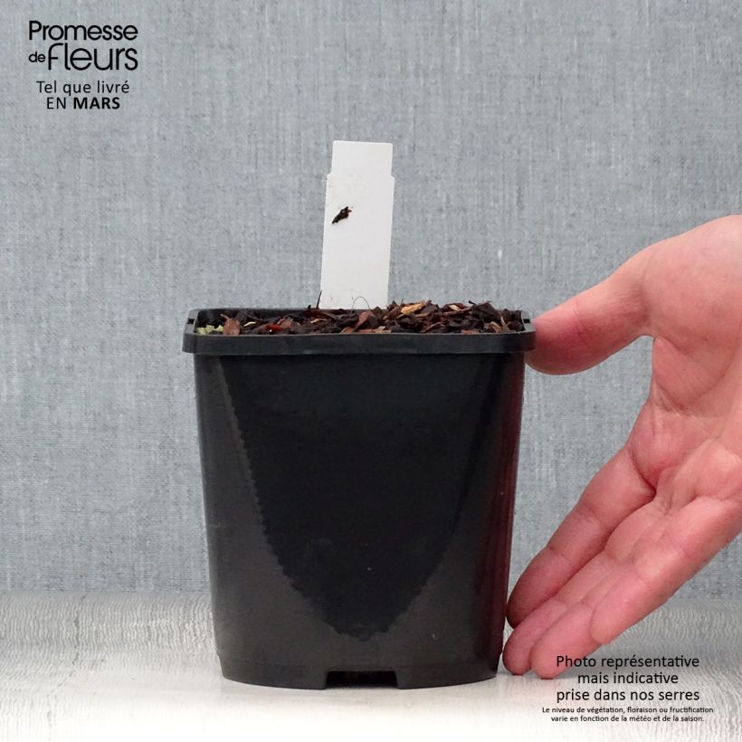 Hosta Blue Vision Maceta 1,5L/2L Ejemplar entregado en la primavera