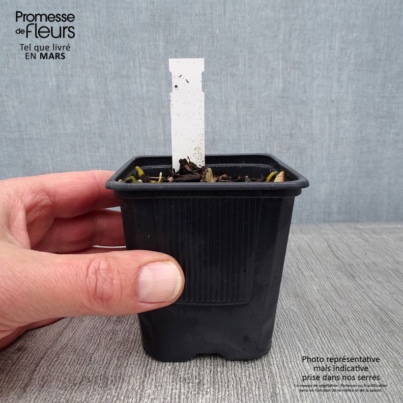 Hosta Bressingham Blue Maceta de 8/9 cm Ejemplar entregado en invierno