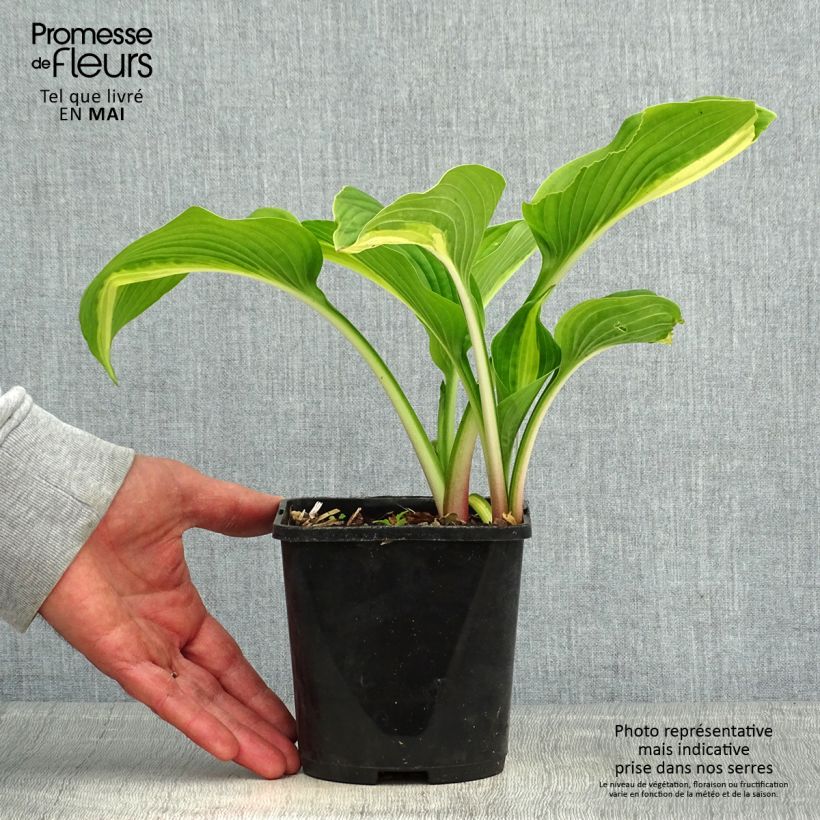 Hosta Broad Street Maceta 1,5L/2L Ejemplar entregado en la primavera