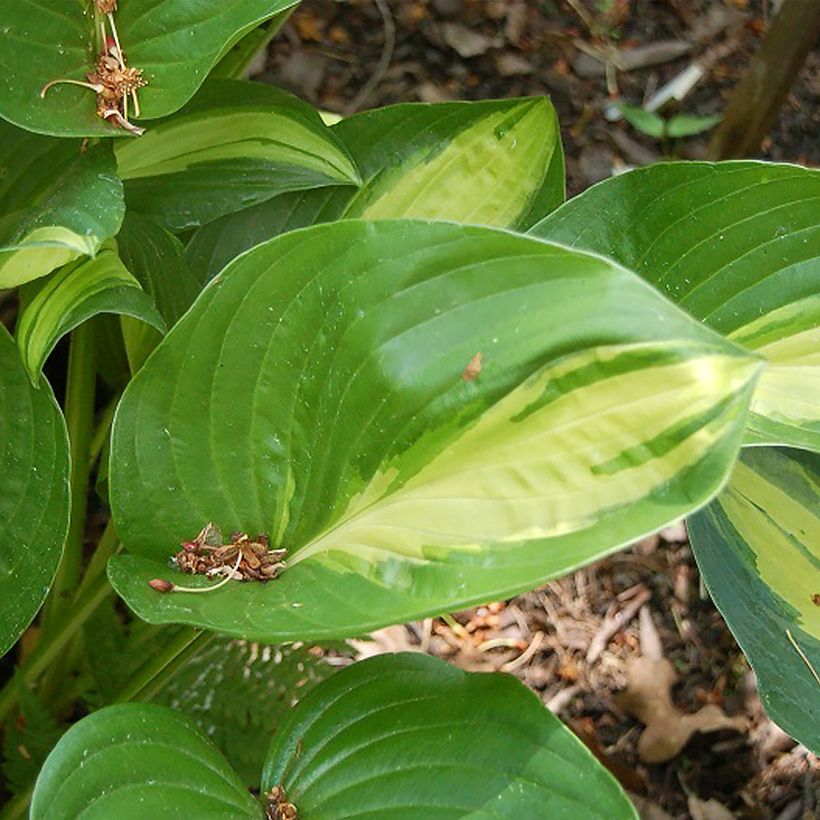Hosta Broad Street (Follaje)