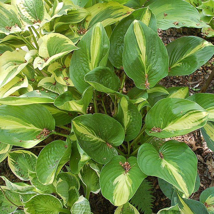 Hosta Broad Street (Porte)