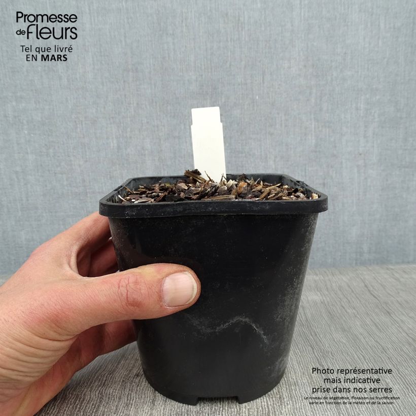 Hosta Broadway Maceta 1,5L/2L Ejemplar entregado en invierno