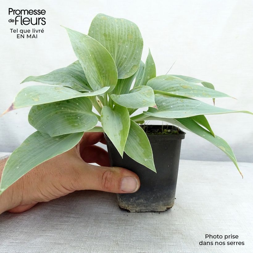 Hosta Canadian Blue Maceta de 8/9 cm Ejemplar entregado en la primavera