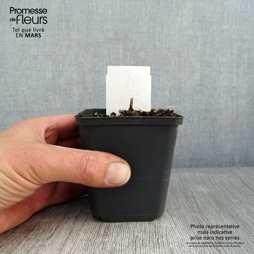 Hosta Canadian Blue Maceta de 8/9 cm Ejemplar entregado en invierno