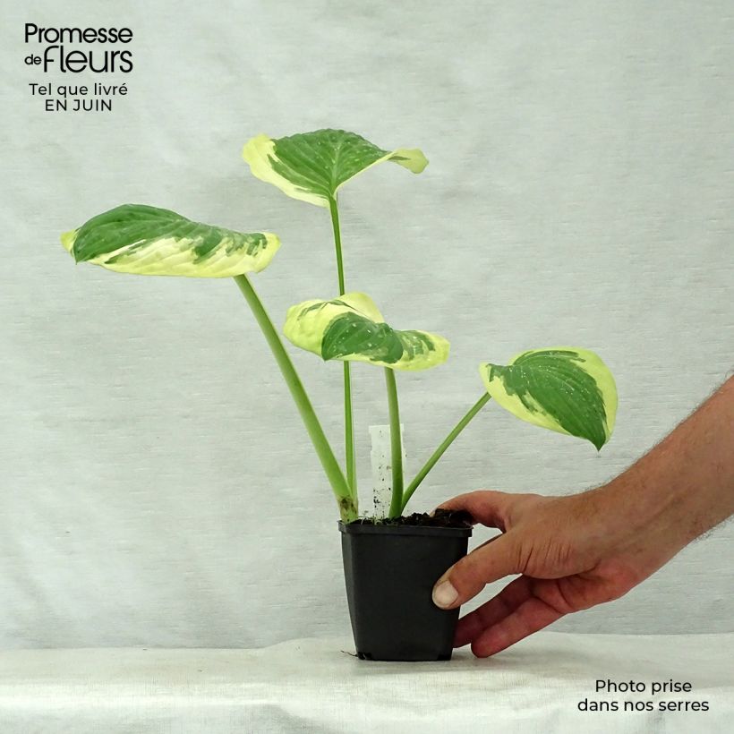 Ejemplar de Hosta Carnival Maceta de 8/9 cm entregado en verano