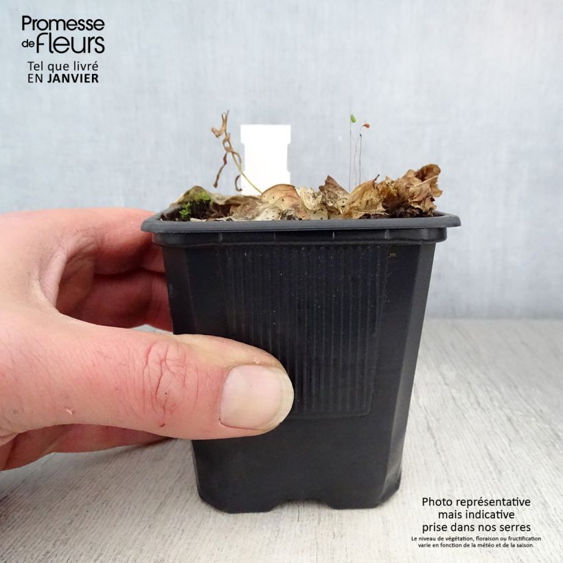 Hosta Carnival Maceta de 8/9 cm Ejemplar entregado en invierno