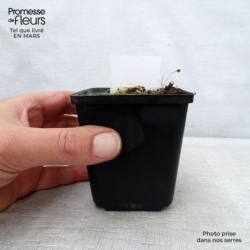 Hosta Carnival Maceta de 8/9 cm Ejemplar entregado en la primavera