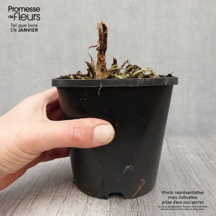 Hosta Cathedral Windows Maceta 1,5L/2L Ejemplar entregado en invierno