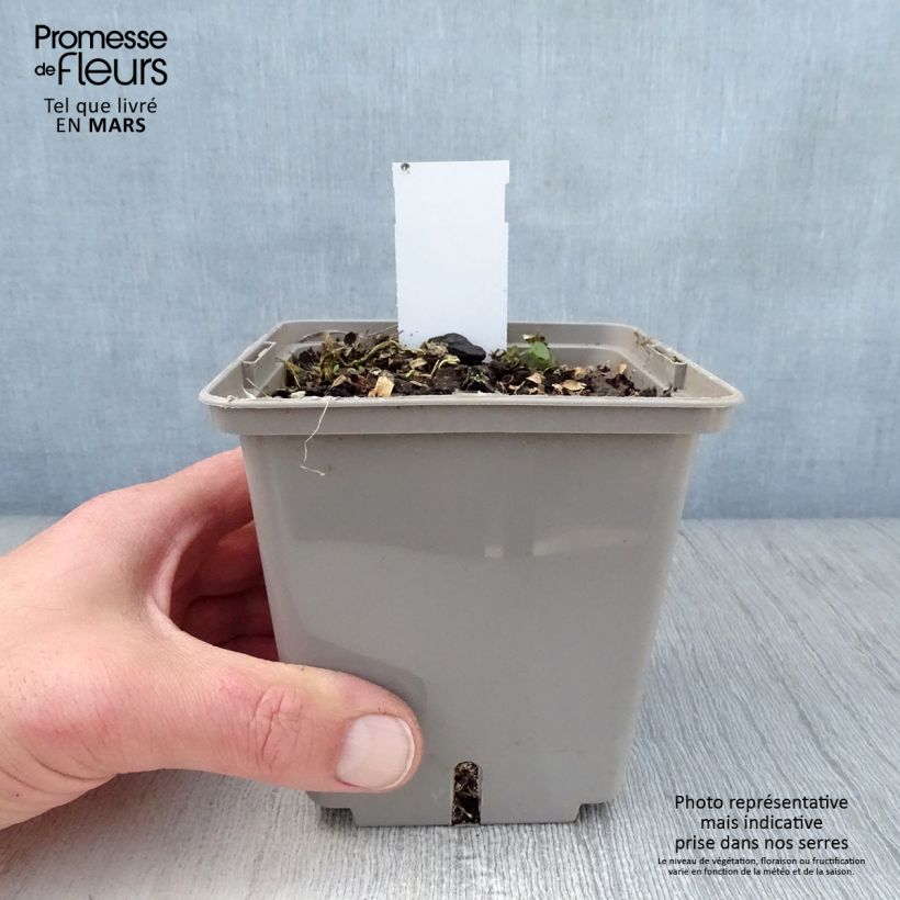 Hosta Center Of Attention Maceta 1L/1,5L Ejemplar entregado en la primavera