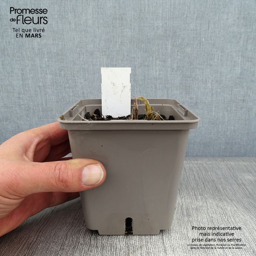 Hosta Center Of Attention Maceta 1L/1,5L Ejemplar entregado en invierno