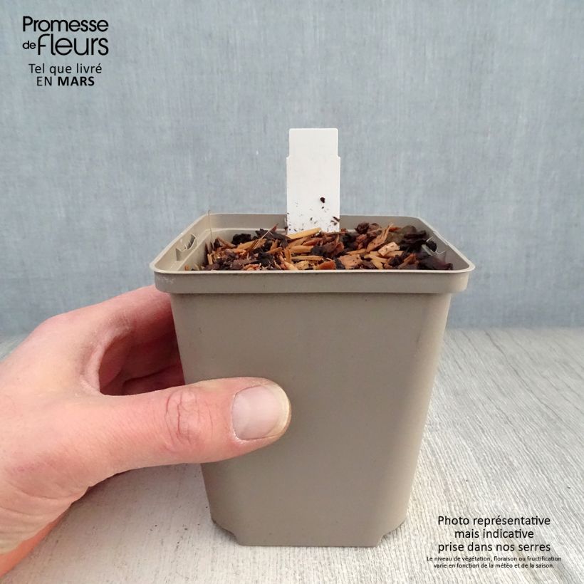 Hosta Cherry Berry Maceta de 8/9 cm Ejemplar entregado en la primavera