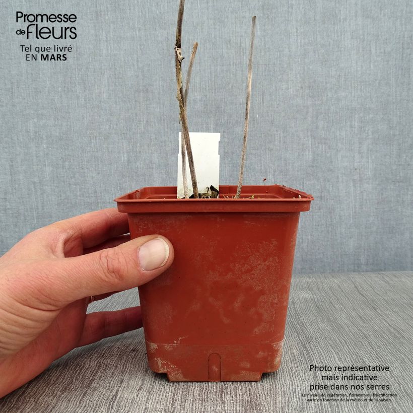 Hosta Christmas Tree Maceta 1L/1,5L Ejemplar entregado en invierno