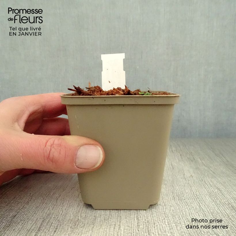 Hosta Clifford's Forest Fire Maceta de 8/9 cm Ejemplar entregado en invierno