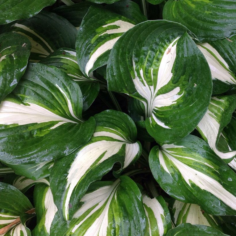 Hosta Clifford's Stingray (Follaje)