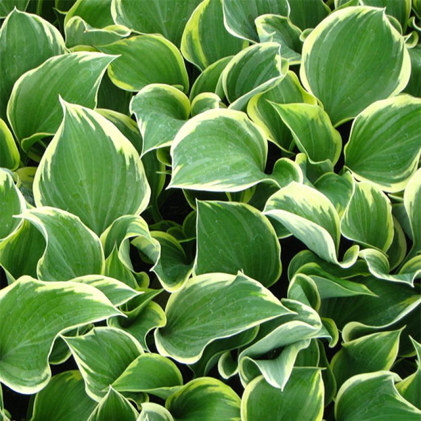 Hosta Clifford's Forest Fire (Follaje)