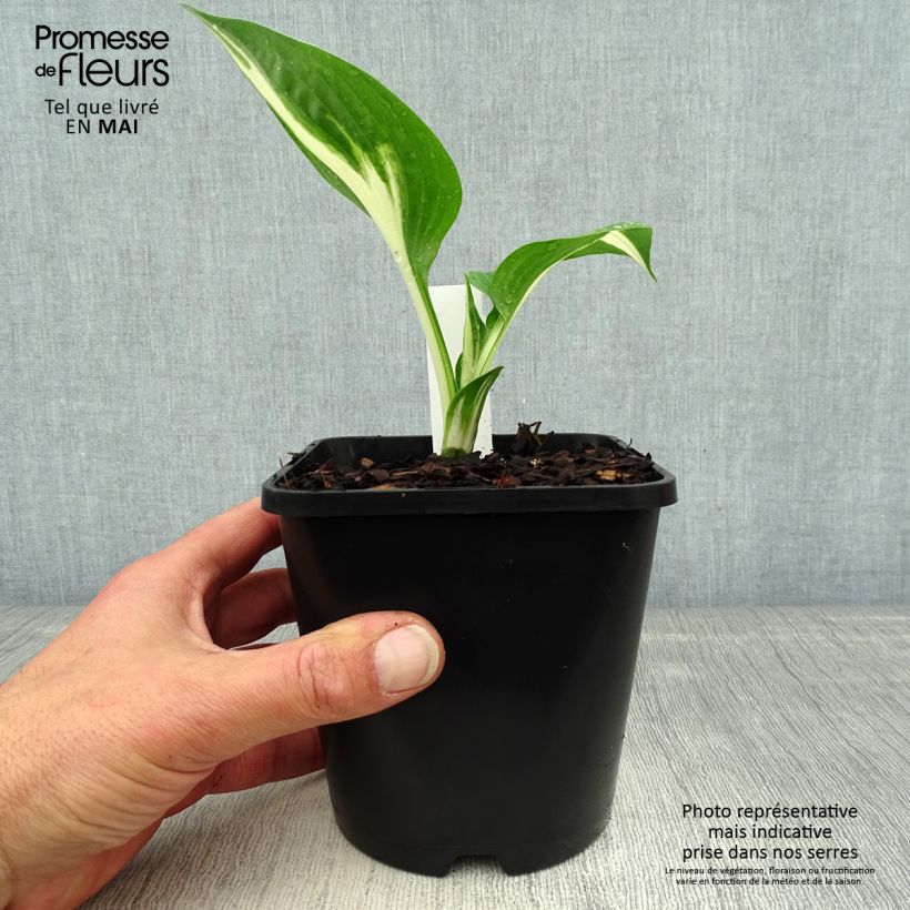 Hosta Clifford's Stingray Maceta 1,5L/2L Ejemplar entregado en la primavera
