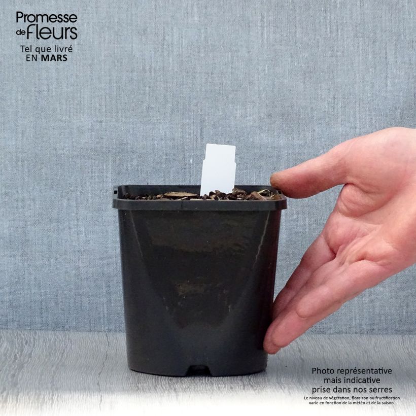 Hosta Coast to Coast Maceta 1,5L/2L Ejemplar entregado en la primavera