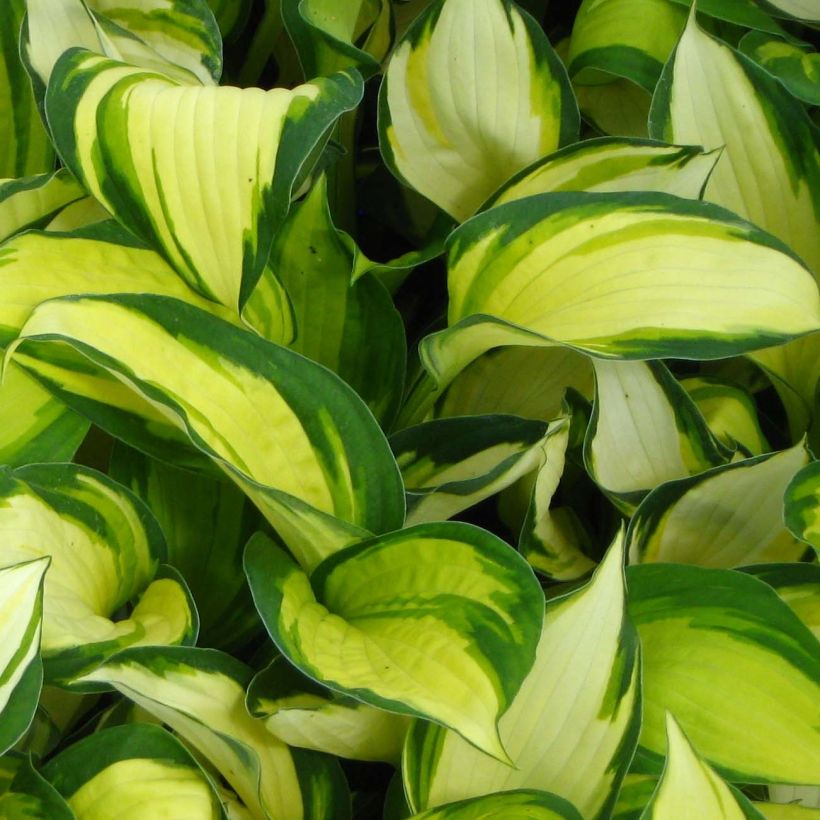 Hosta Color Festival (Follaje)